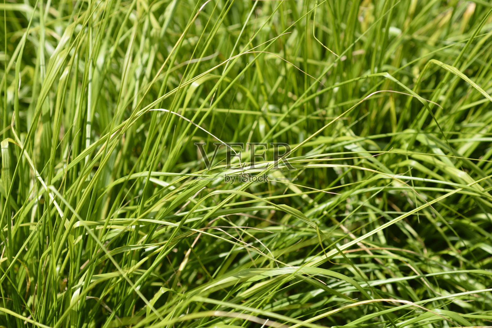 中国喷泉草照片摄影图片