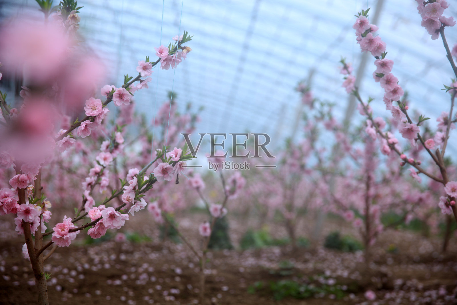 温室里的桃树正在开花照片摄影图片