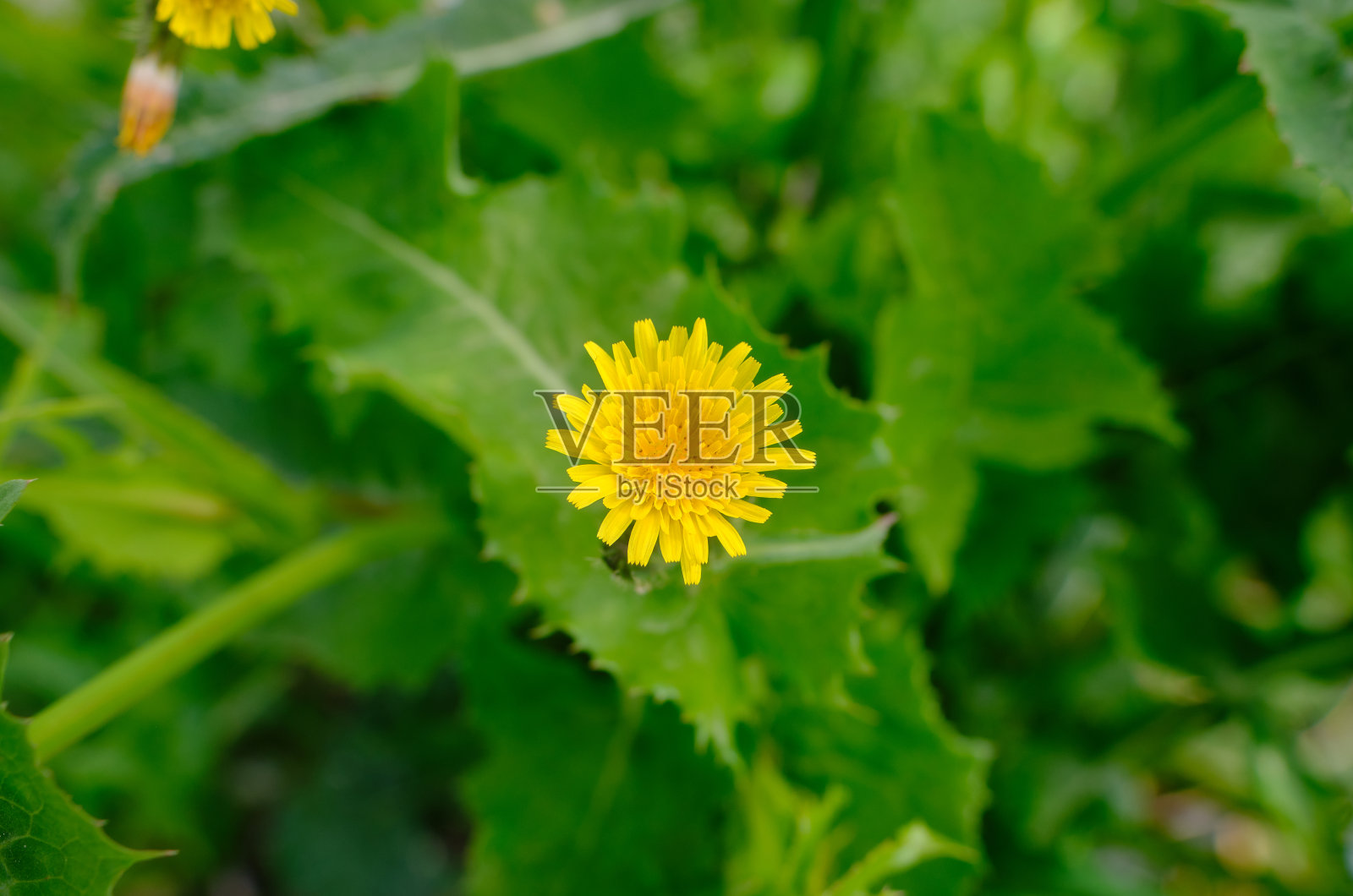 春天生长的蒲公英花照片摄影图片