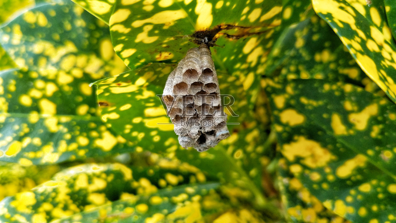 蜂箱照片摄影图片