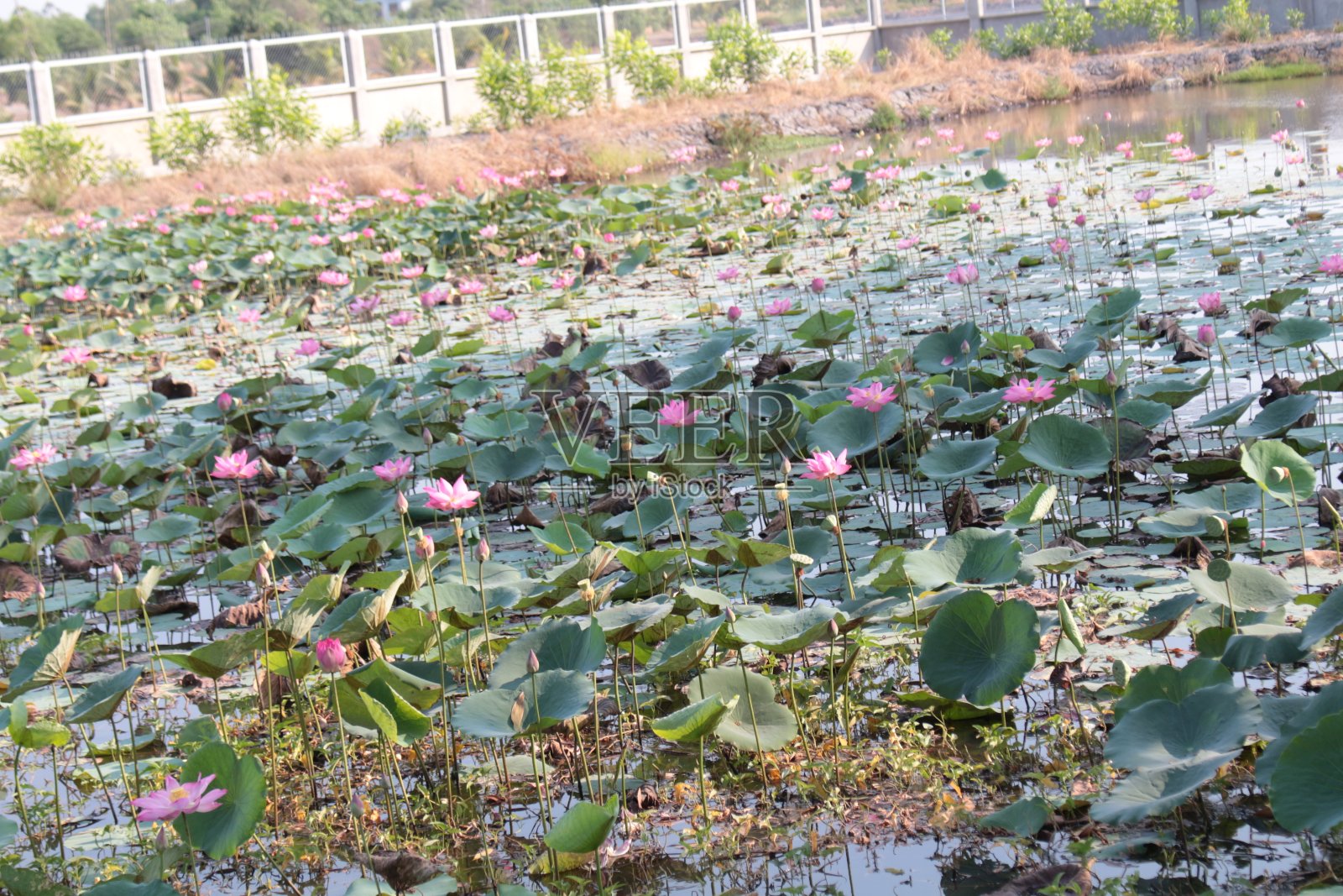越南的乡村照片摄影图片