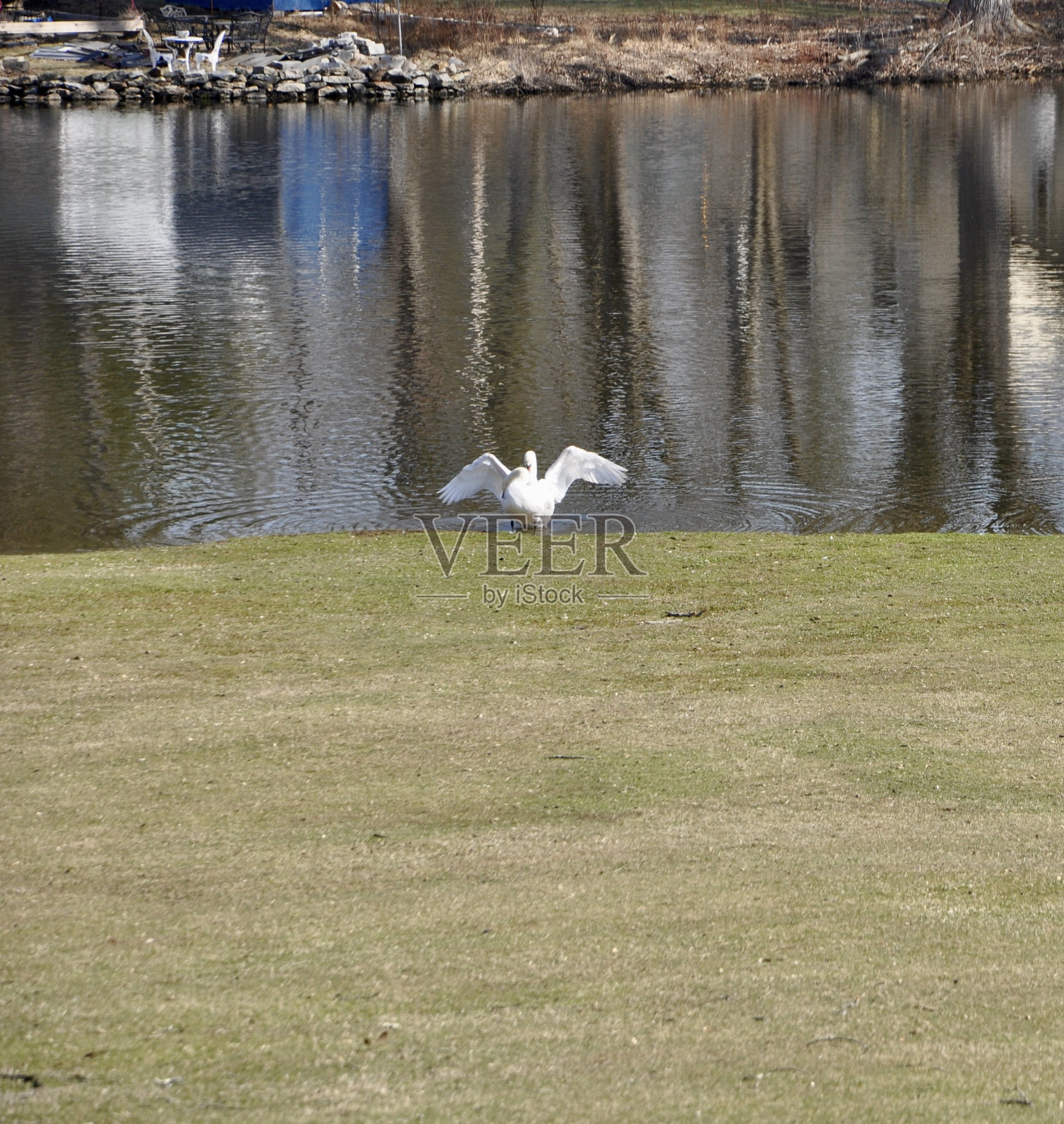 天鹅交配照片摄影图片