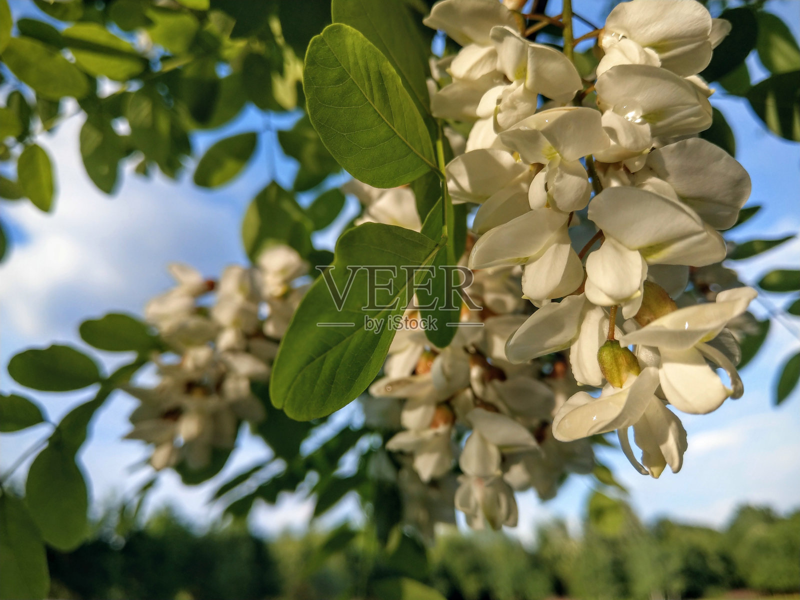 刺槐开花照片摄影图片
