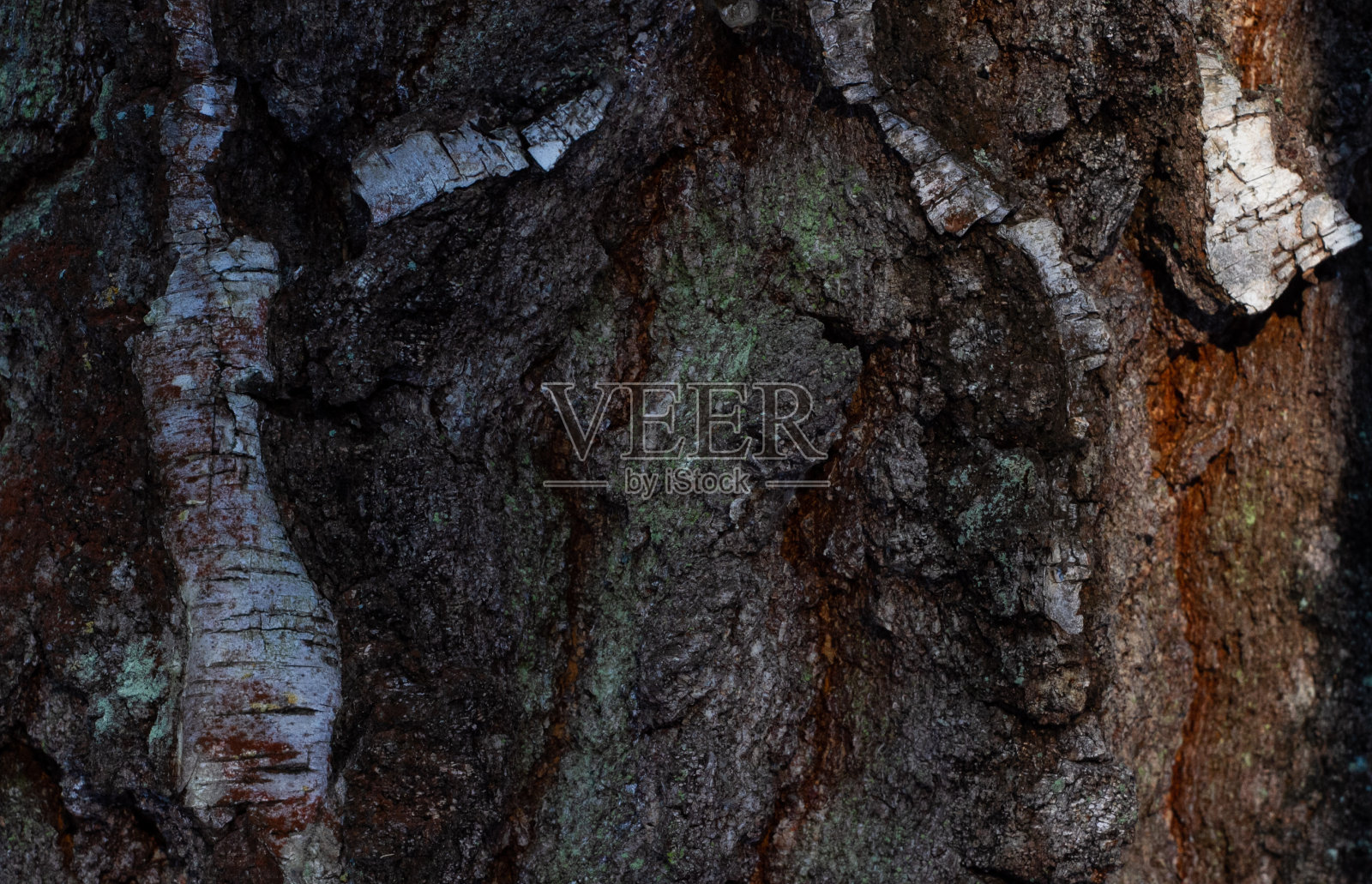 背景纹理。带有苔藓和白色元素的树皮。照片摄影图片