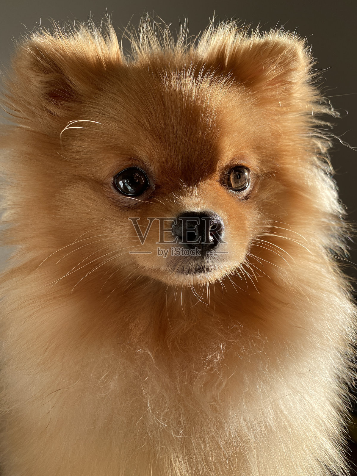 这是波美拉尼亚狗照片摄影图片