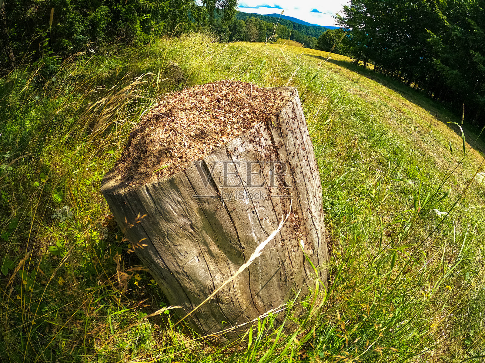 波兰贝斯基德山脉，阳光明媚的夏日，山坡上树干上的蚁丘照片摄影图片