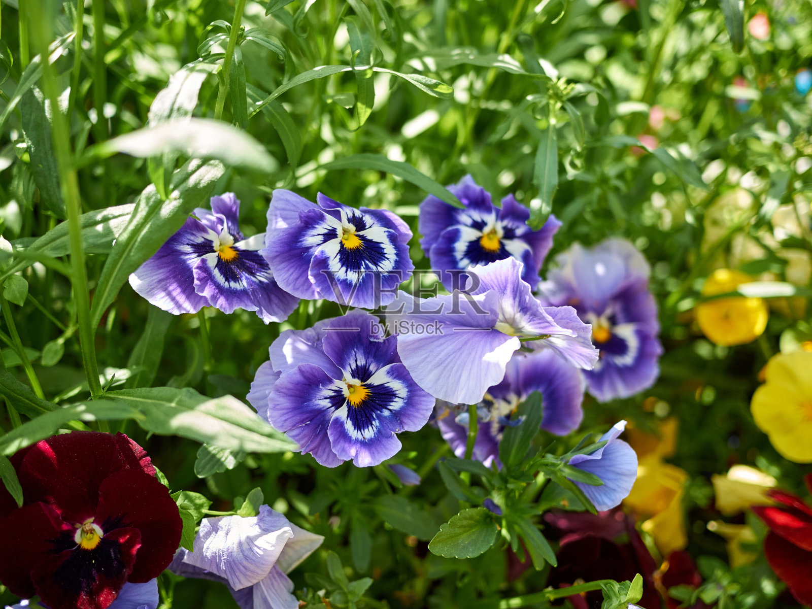 花园里有漂亮的三色堇。有选择性的重点。照片摄影图片