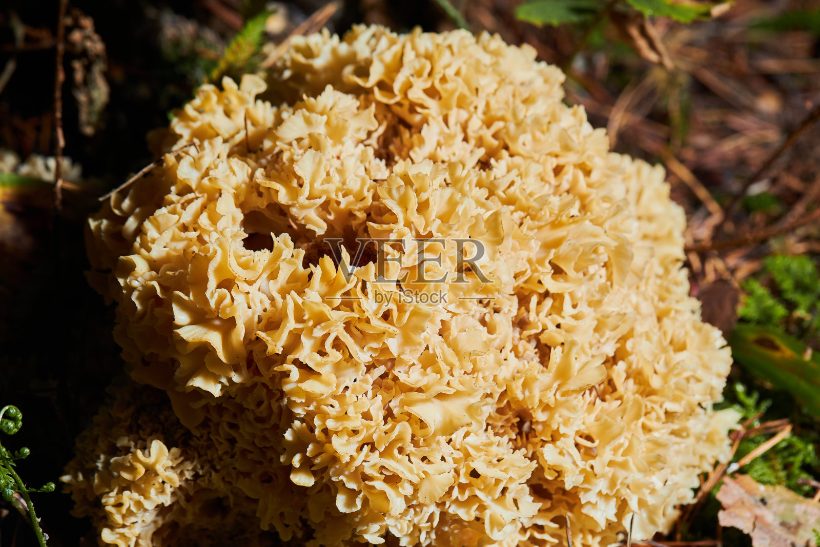 特写的花椰菜真菌生长在森林里。照片摄影图片
