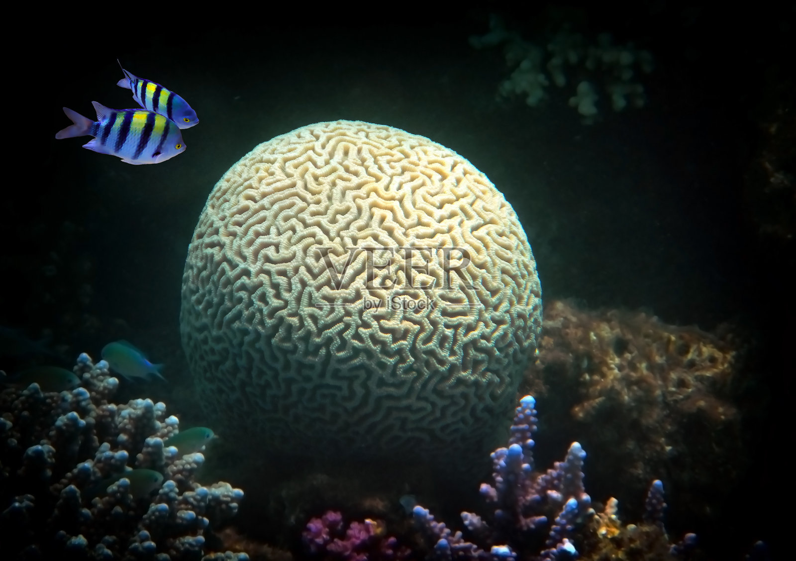 红海珊瑚礁的生物多样性照片摄影图片