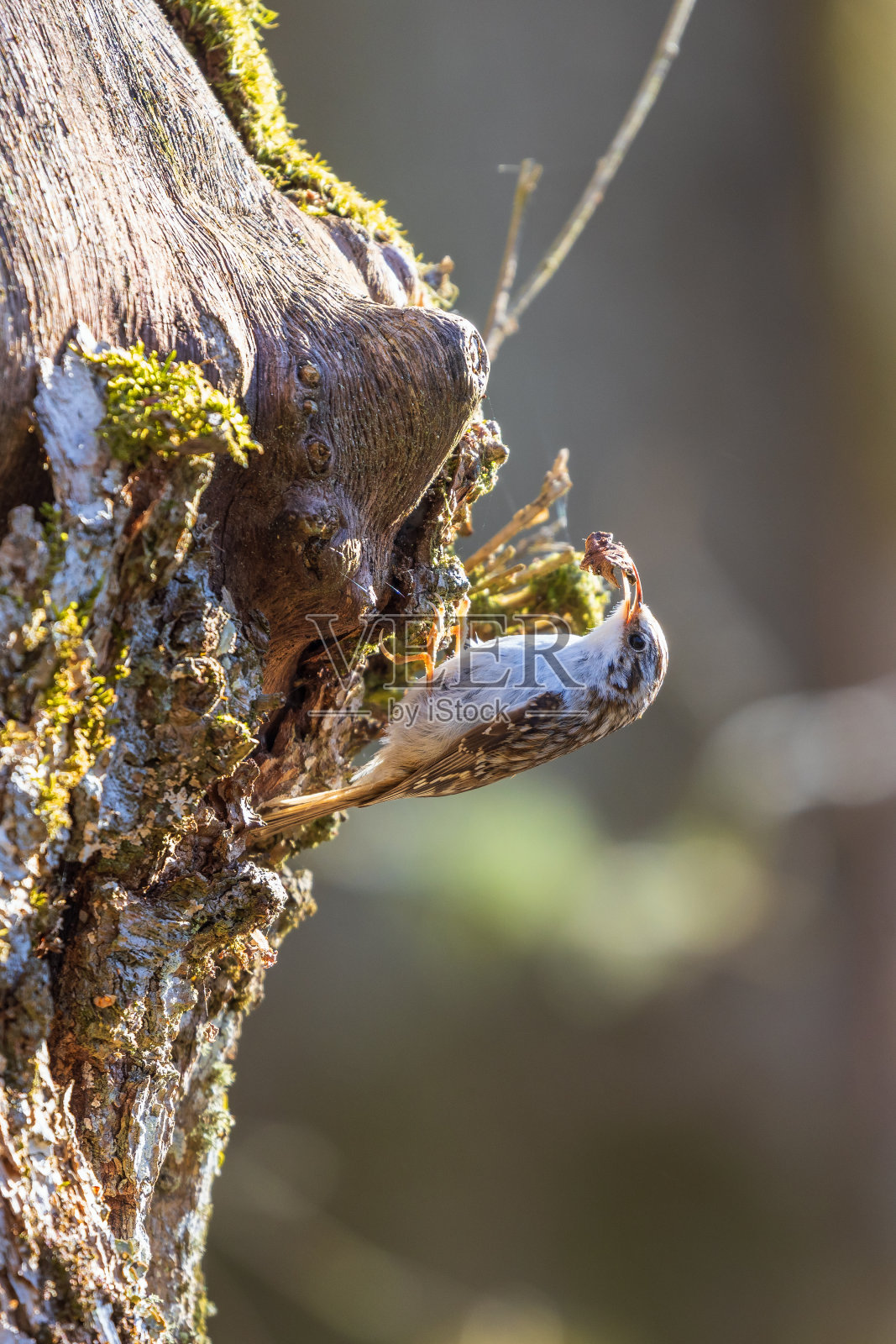 爬树者坐在树干上晒太阳照片摄影图片