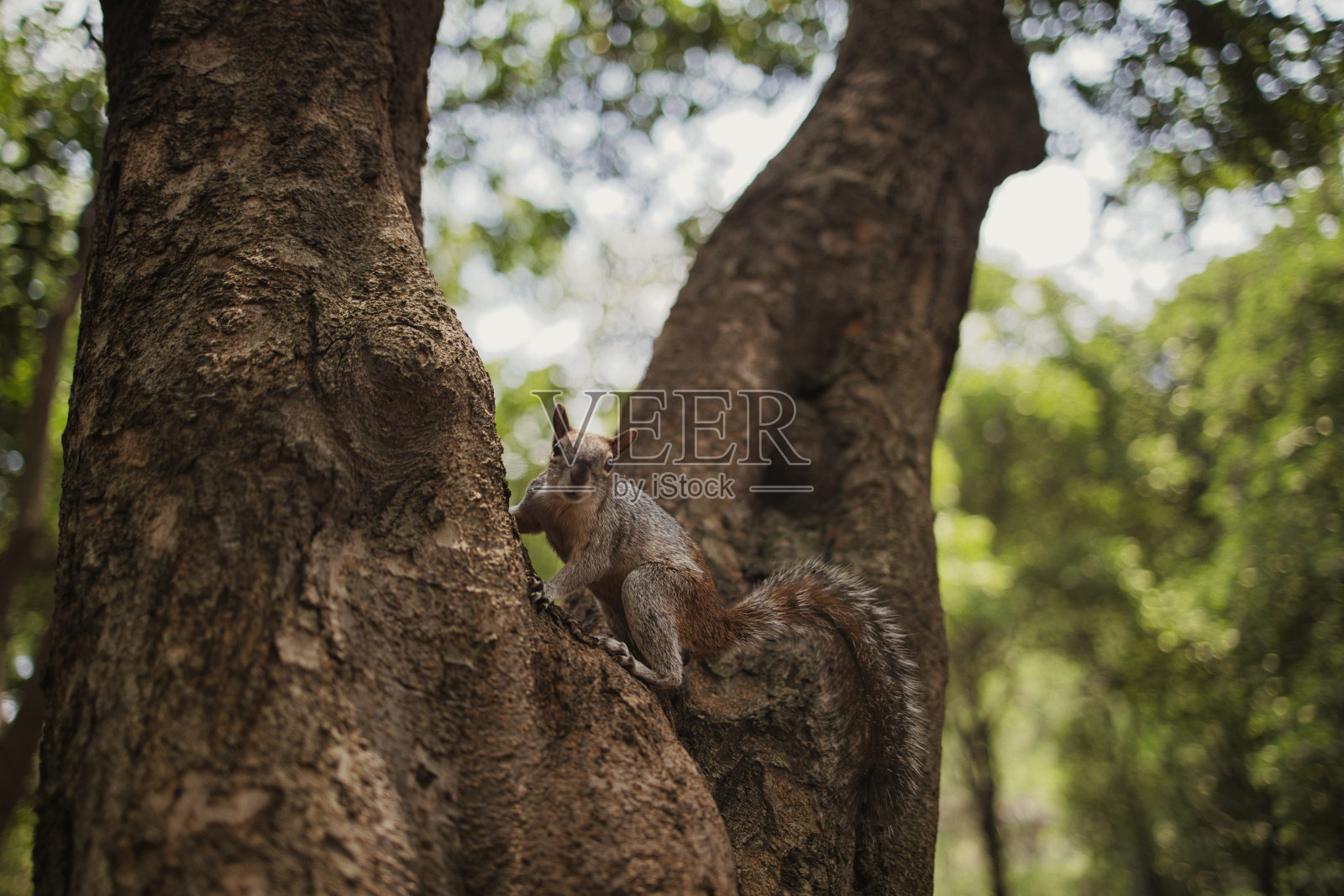 看照片摄影图片