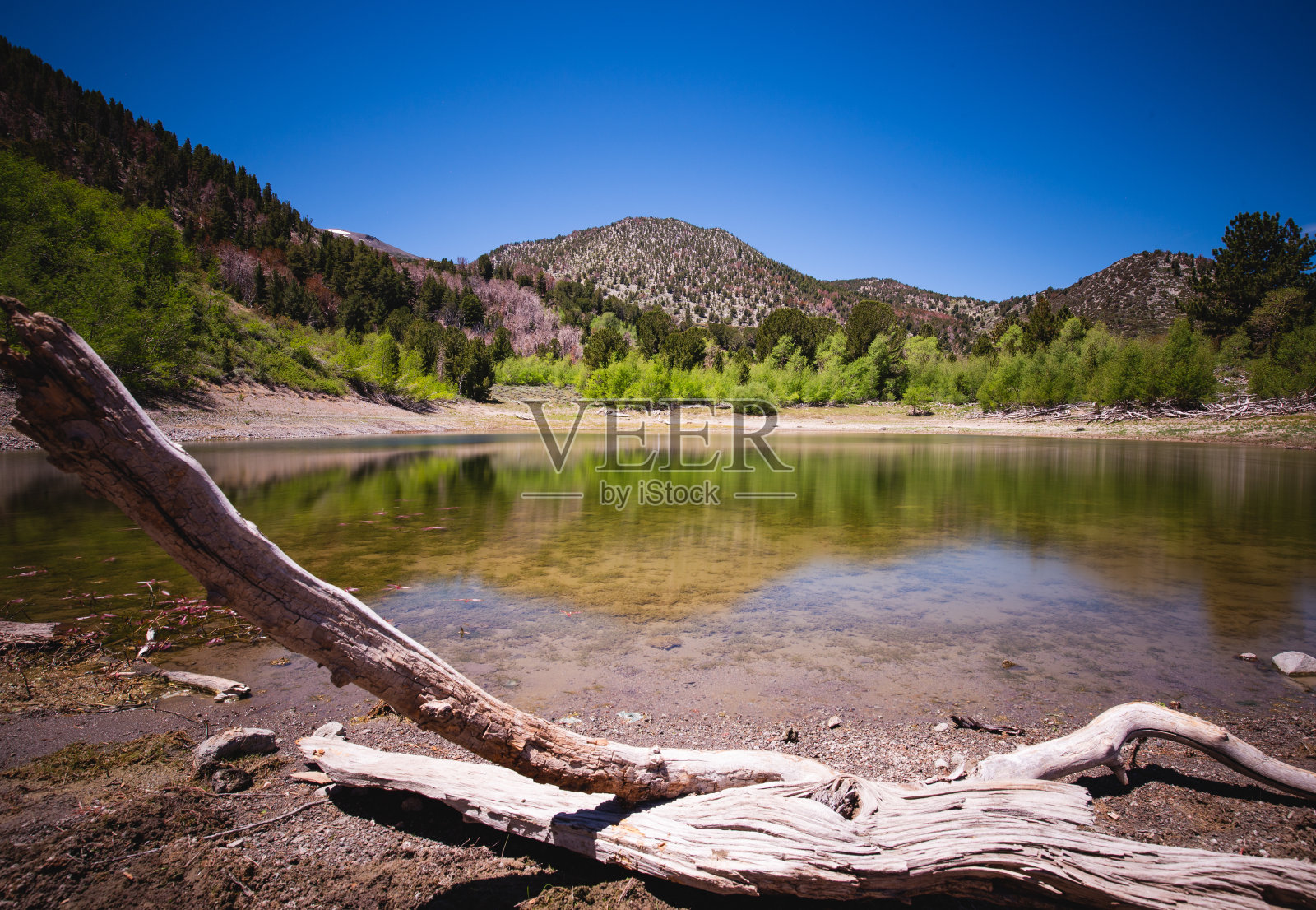 加利纳森林徒步教堂的池塘照片摄影图片