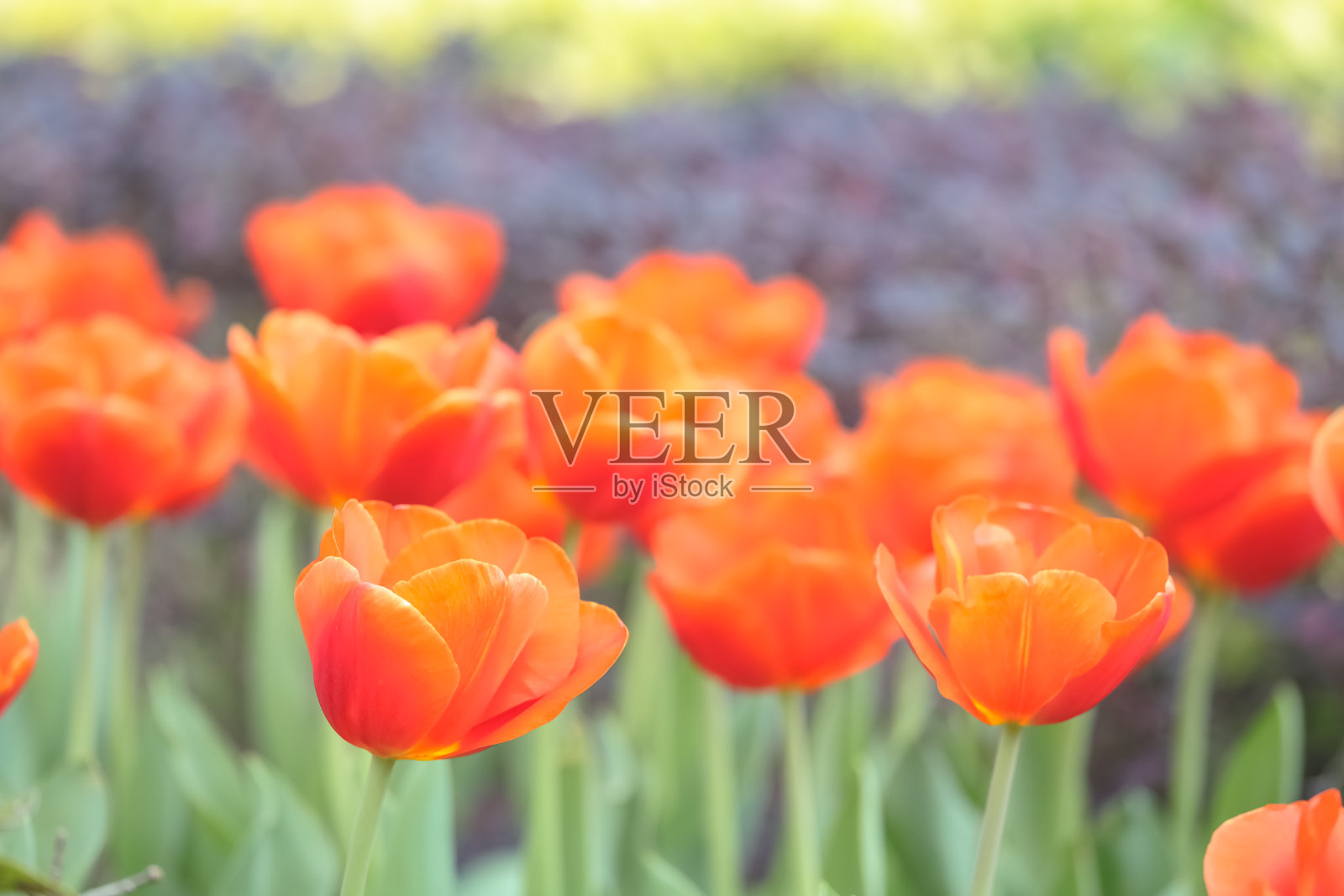 骄傲的郁金香在春天的花园里盛开照片摄影图片