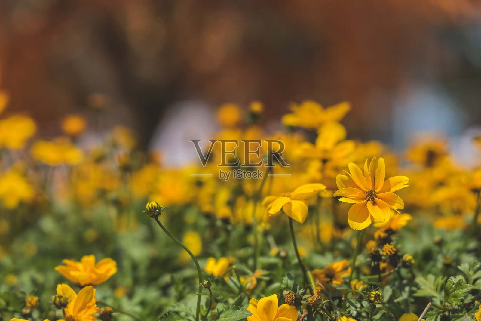 花园里的宇宙花，复古风格。照片摄影图片