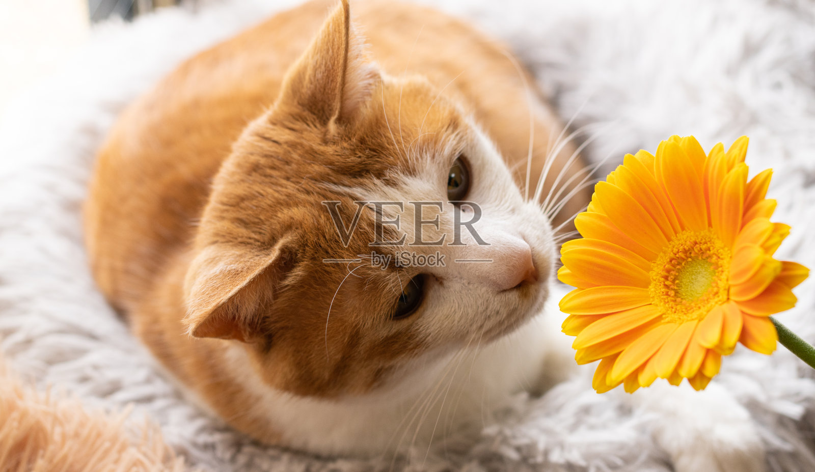 花和猫照片摄影图片