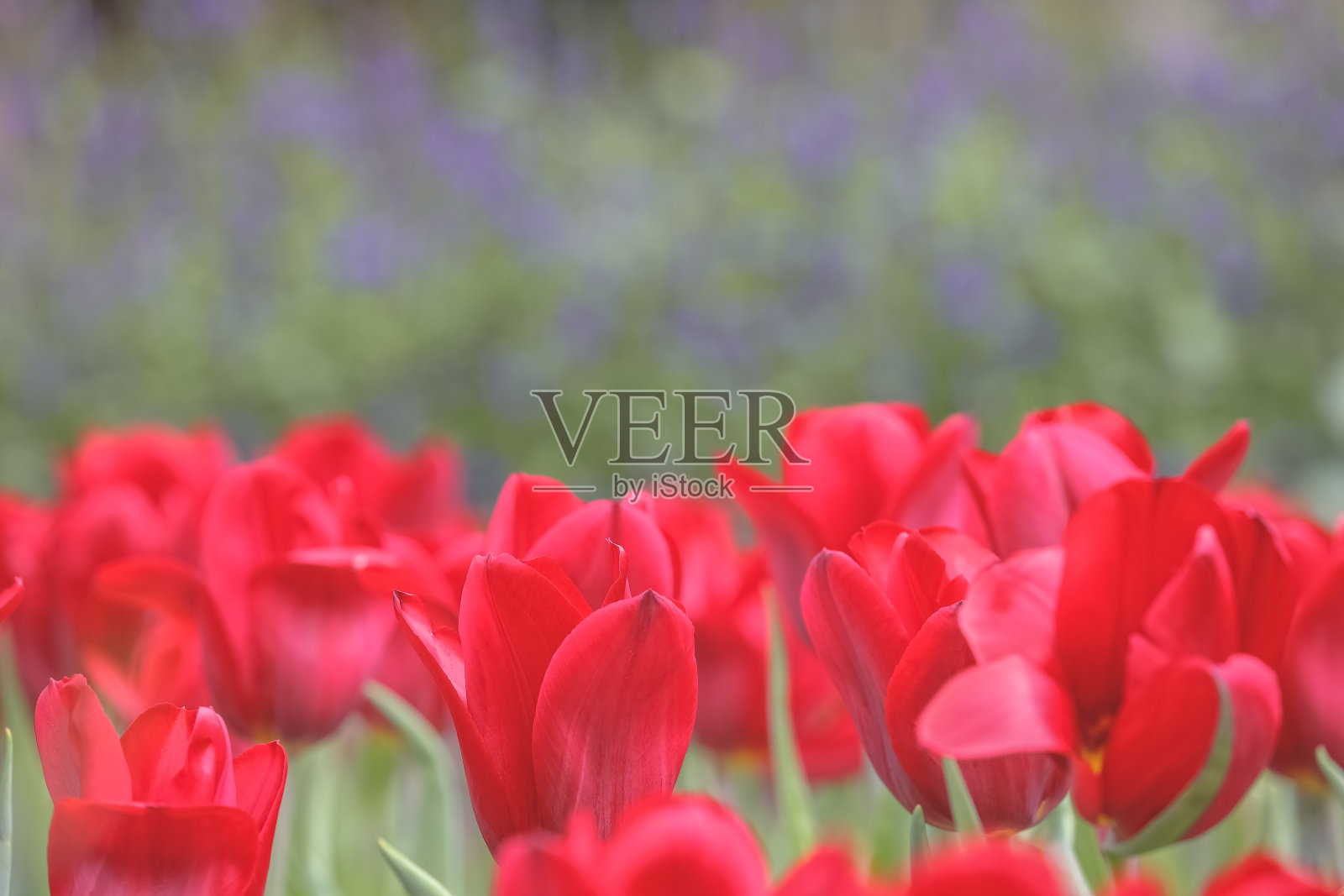 骄傲的郁金香在春天的花园里盛开照片摄影图片