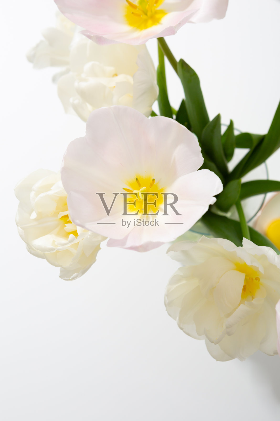 顶视图的白色和粉红色的郁金香花瓶在光桌上照片摄影图片