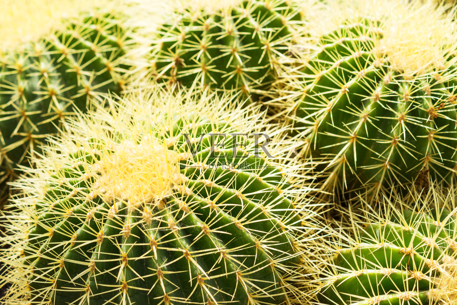 刺和仙人掌刺照片摄影图片