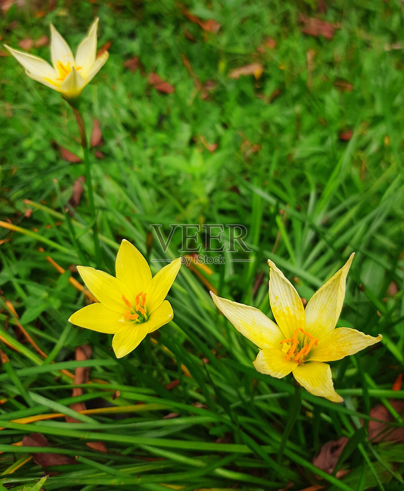 雨百合照片摄影图片