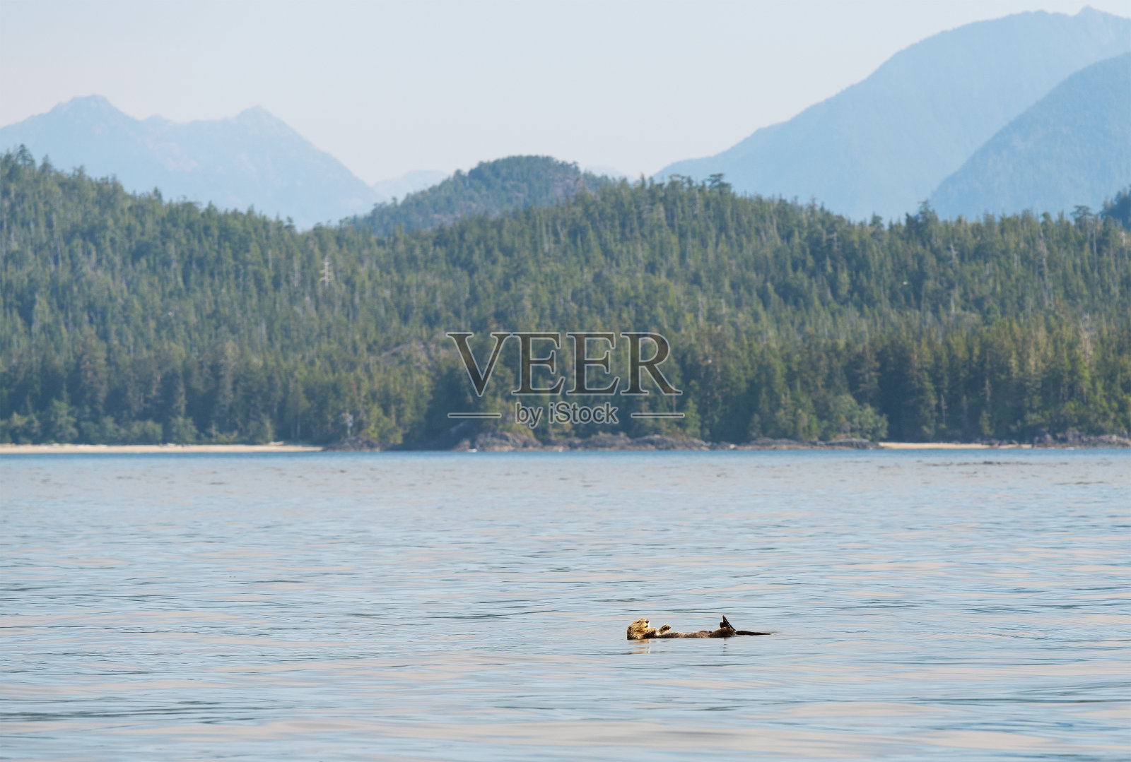 加拿大克拉阔特湾的海獭照片摄影图片