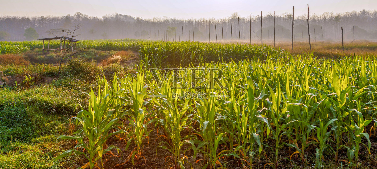 美丽的早晨，阳光洒在绿色的玉米地里照片摄影图片
