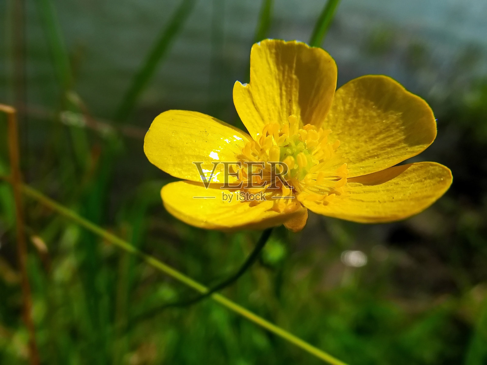 池塘上的花照片摄影图片