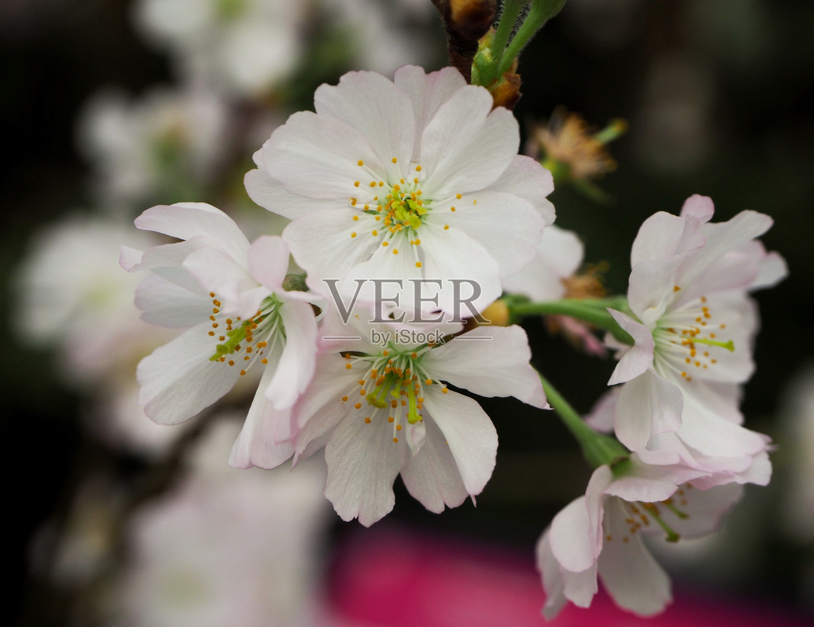 樱花照片摄影图片