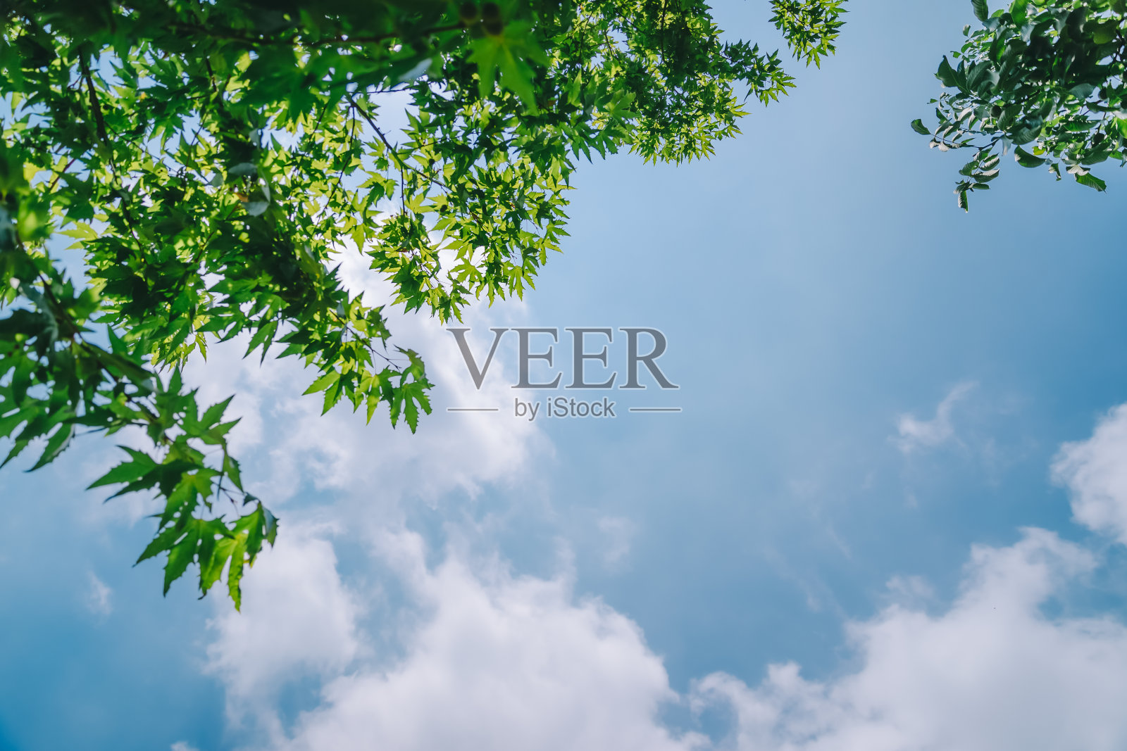 蓝天下的美丽自然树木背景照片摄影图片