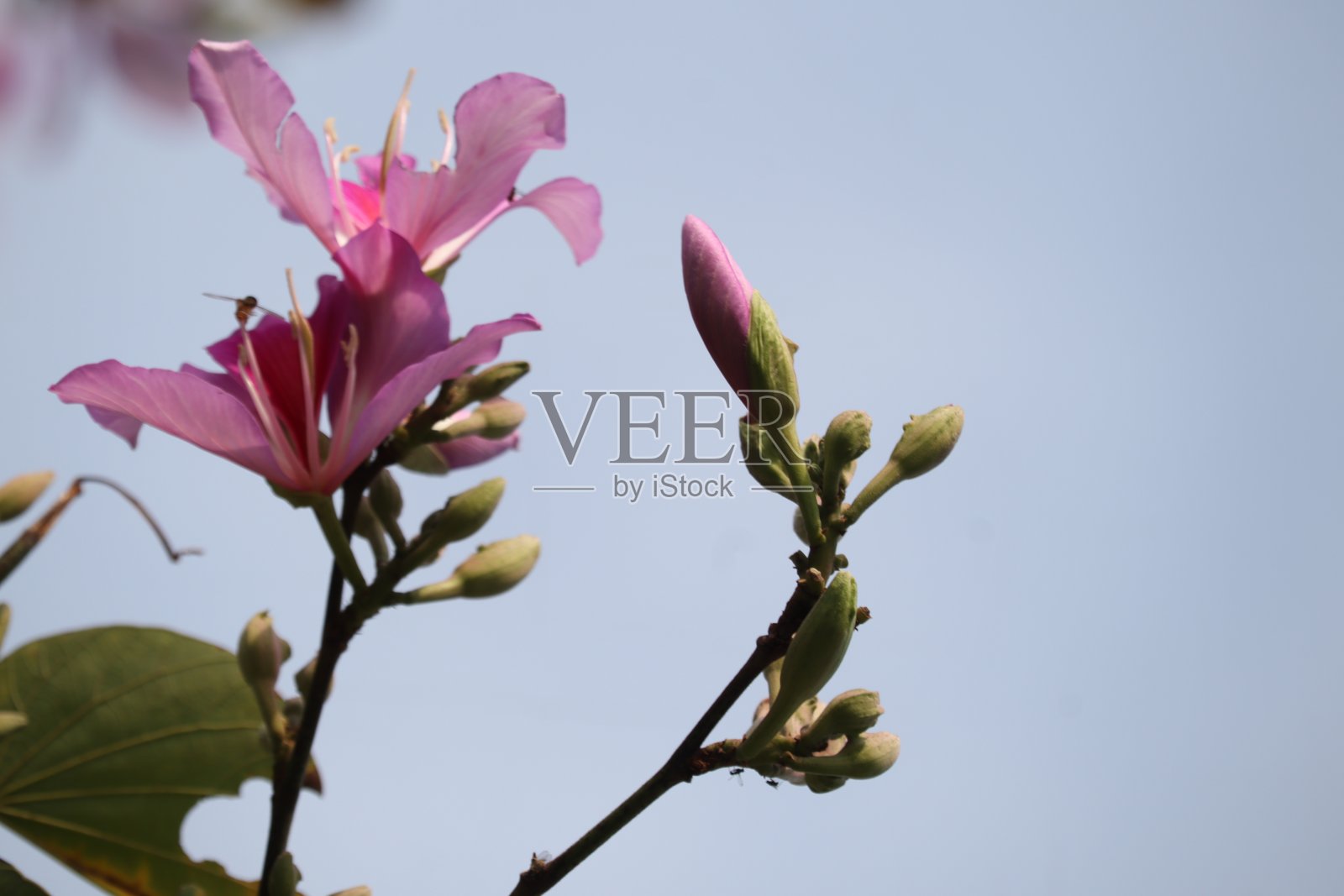 羊蹄甲属照片摄影图片