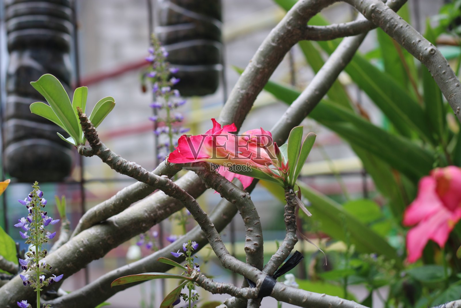 照片花的绯红花在花园里照片摄影图片