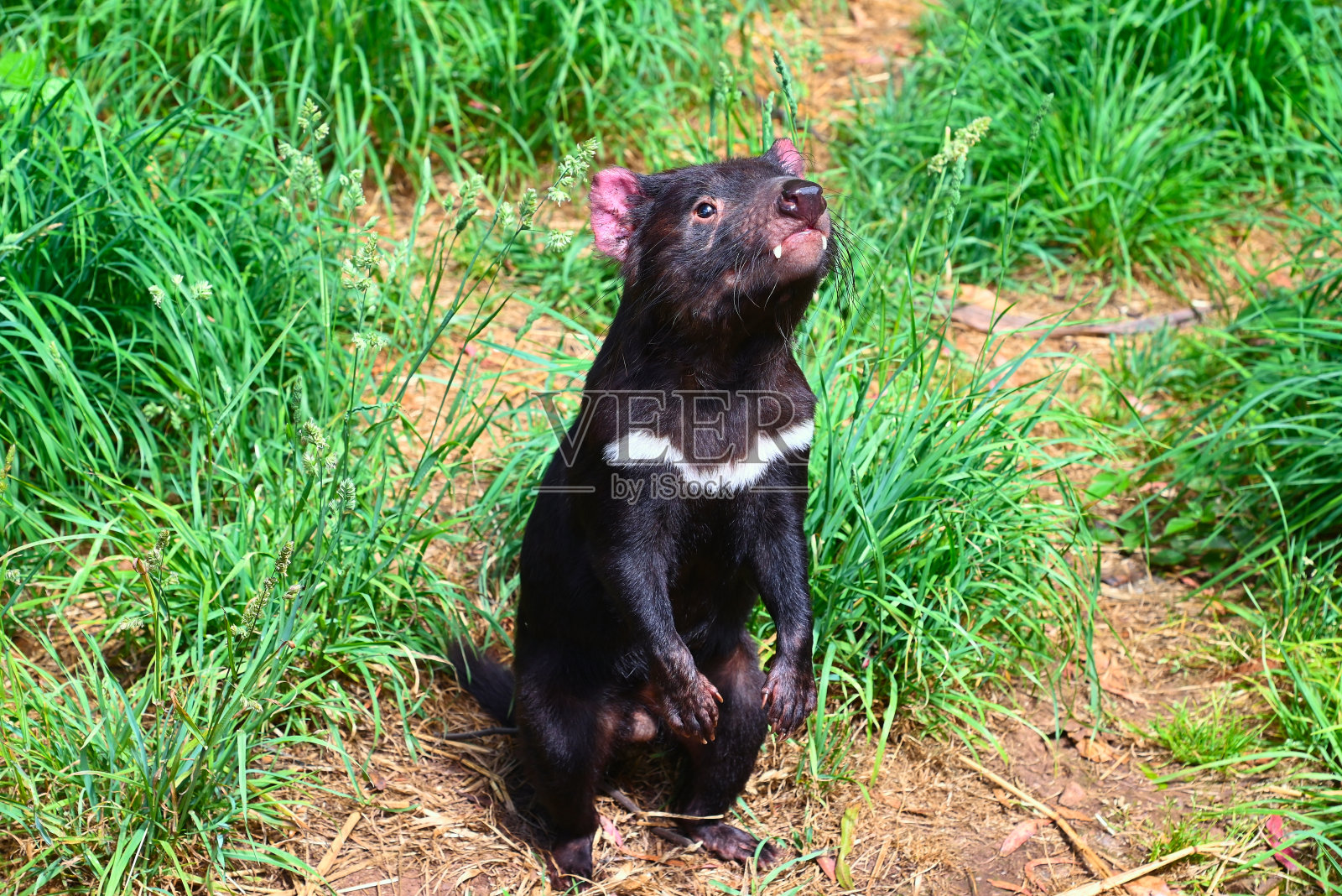 塔斯马尼亚魔鬼照片摄影图片