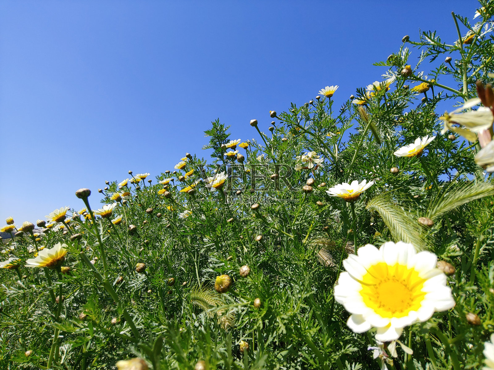 玛格丽塔照片摄影图片