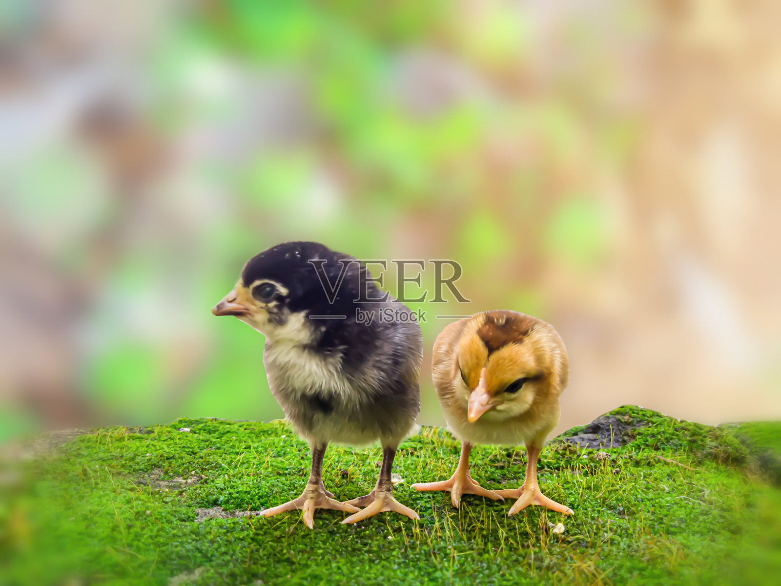 一对黑色和黄色的小鸡朋友与模糊的夏季自然背景，散景。装饰和创意设计。选择性地关注雏鸡照片摄影图片