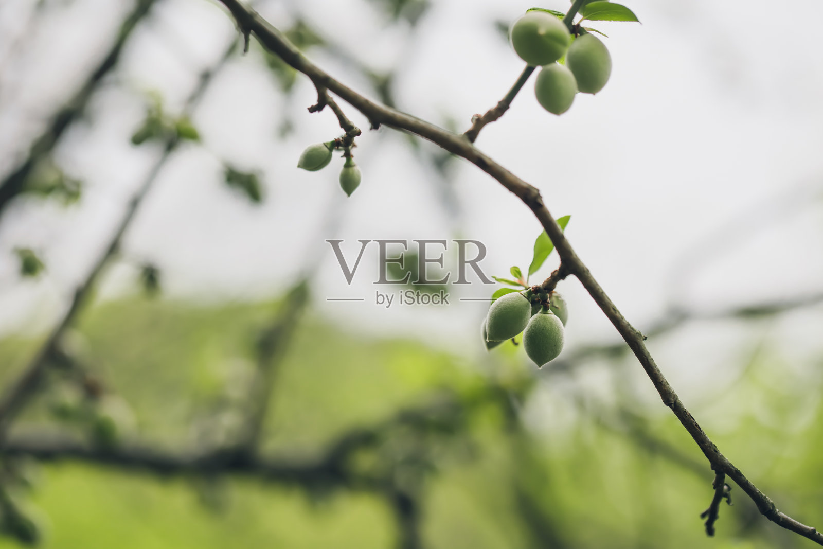 自然植物照片摄影图片