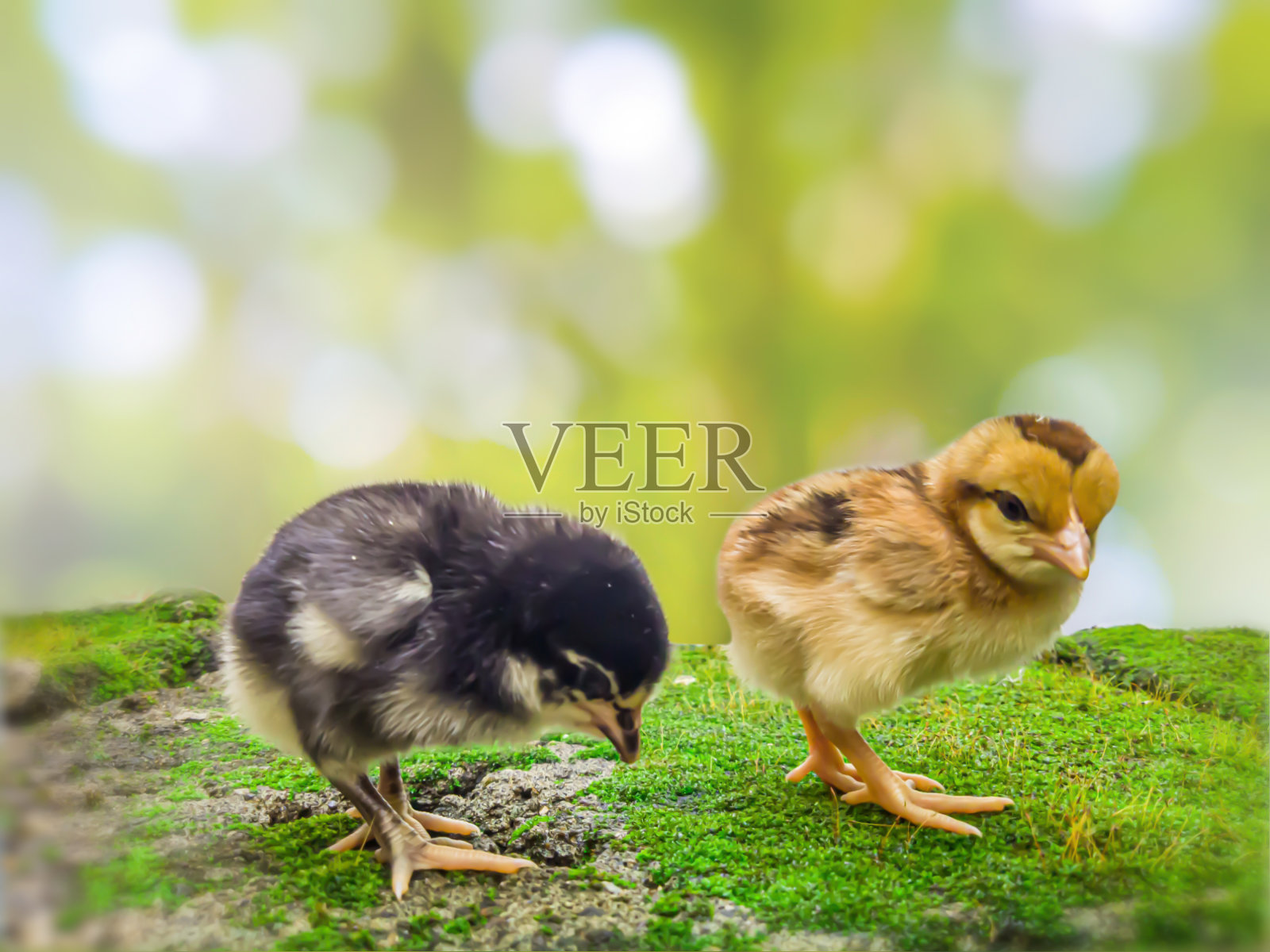 一对黑色和黄色的小鸡朋友与模糊的夏季自然背景，散景。装饰和创意设计。选择性地关注雏鸡照片摄影图片