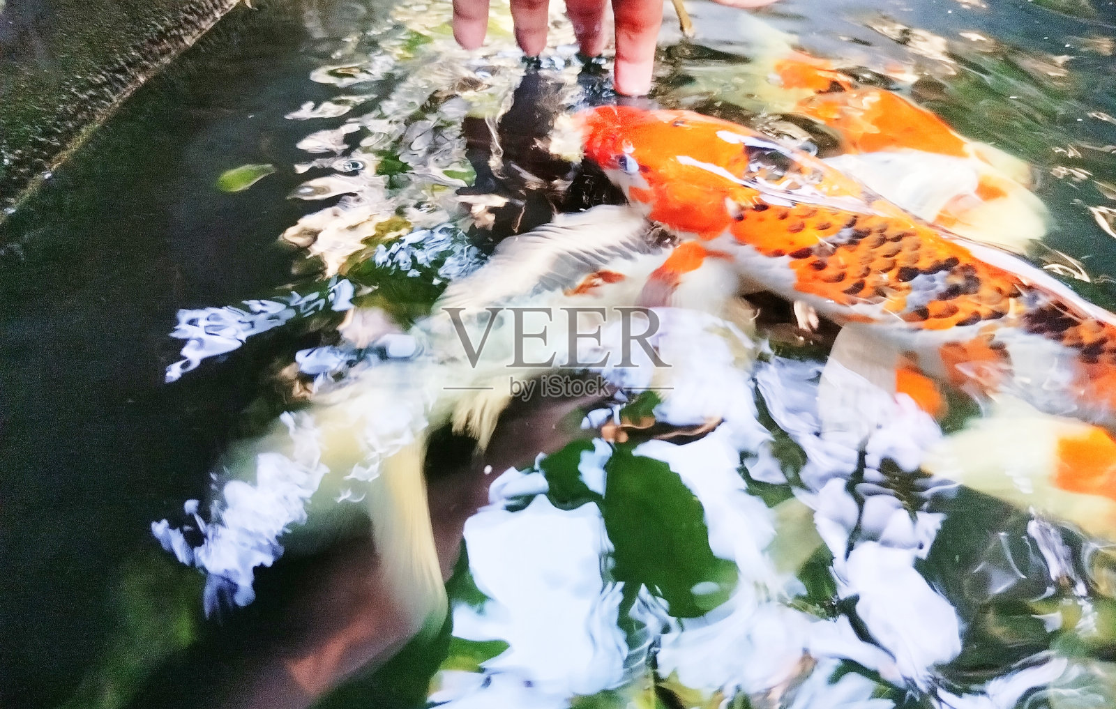 喂锦鲤照片摄影图片