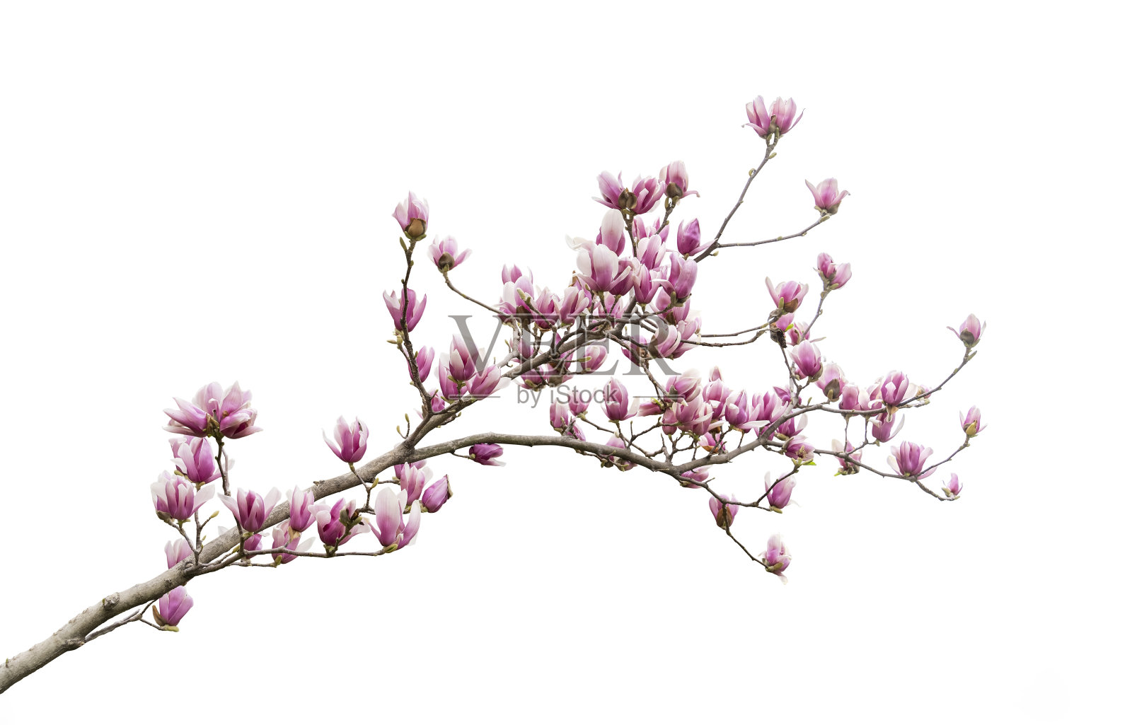 白玉兰花孤立在白色上照片摄影图片