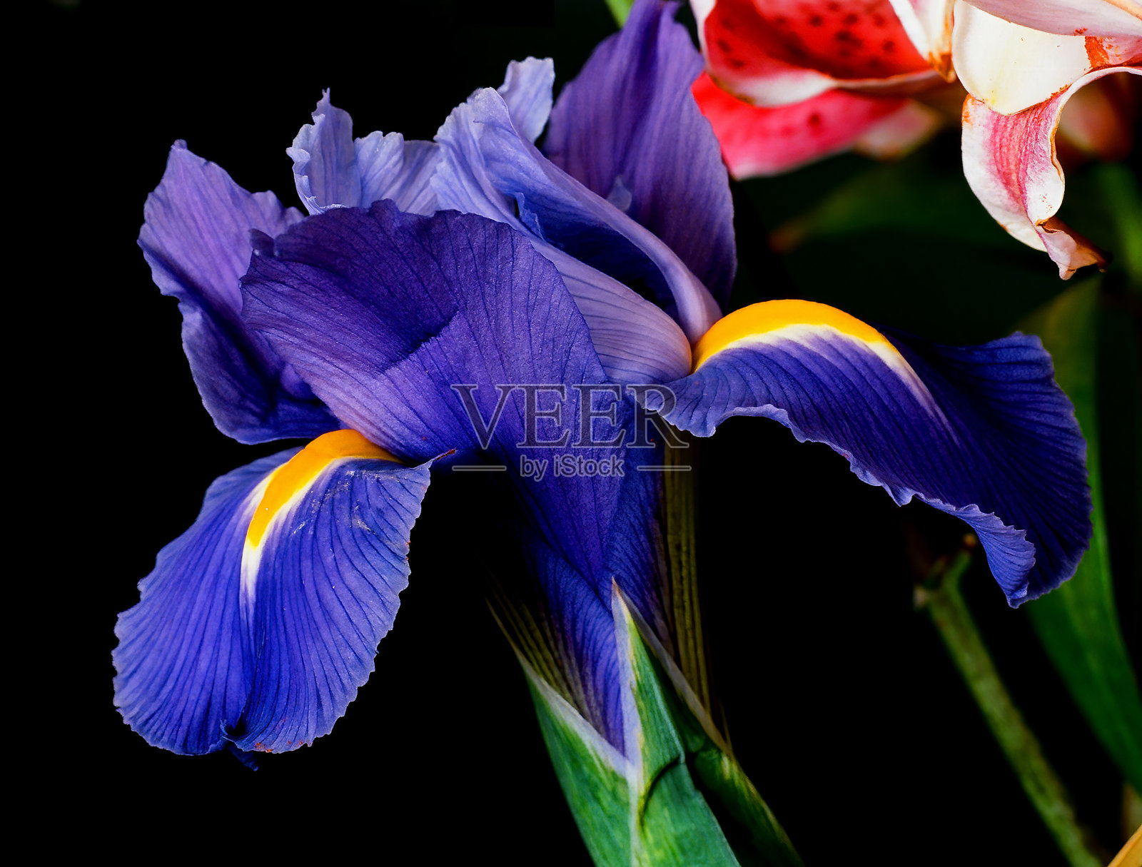 彩色插花孤立照片摄影图片