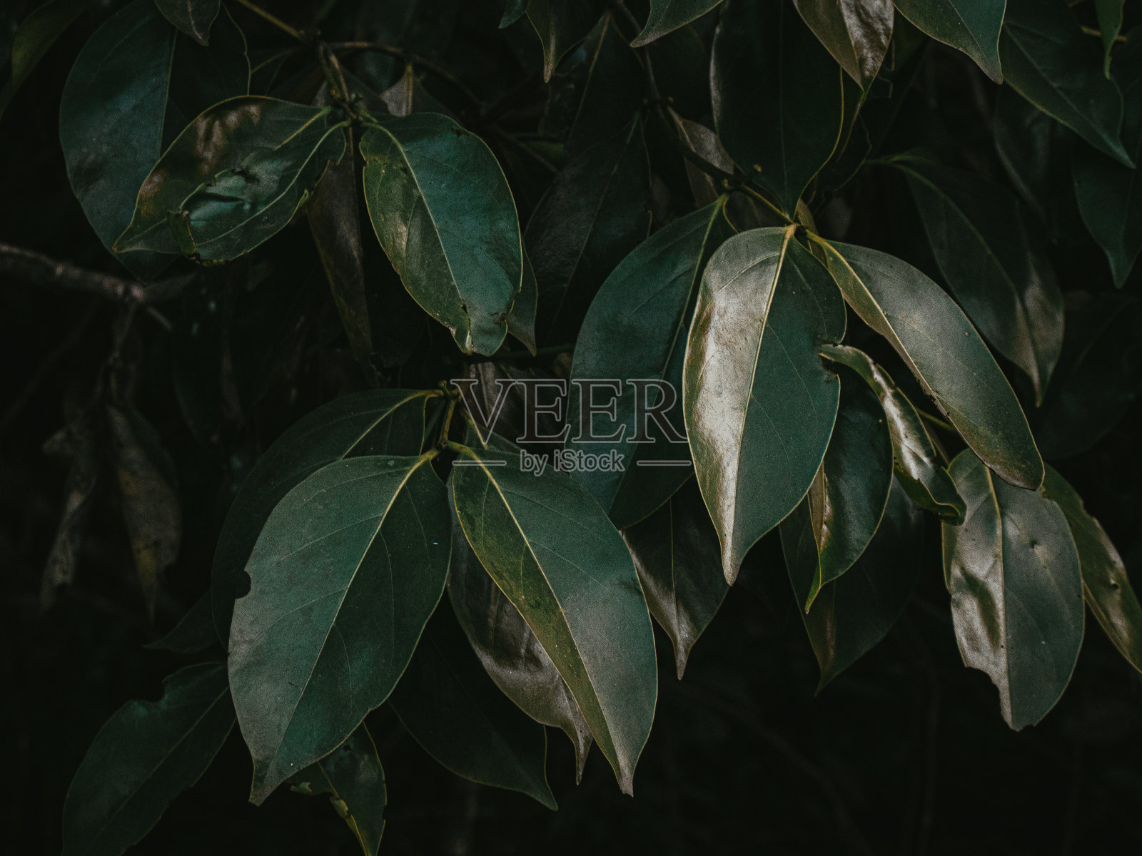 野生黑莓的绿叶子。照片摄影图片