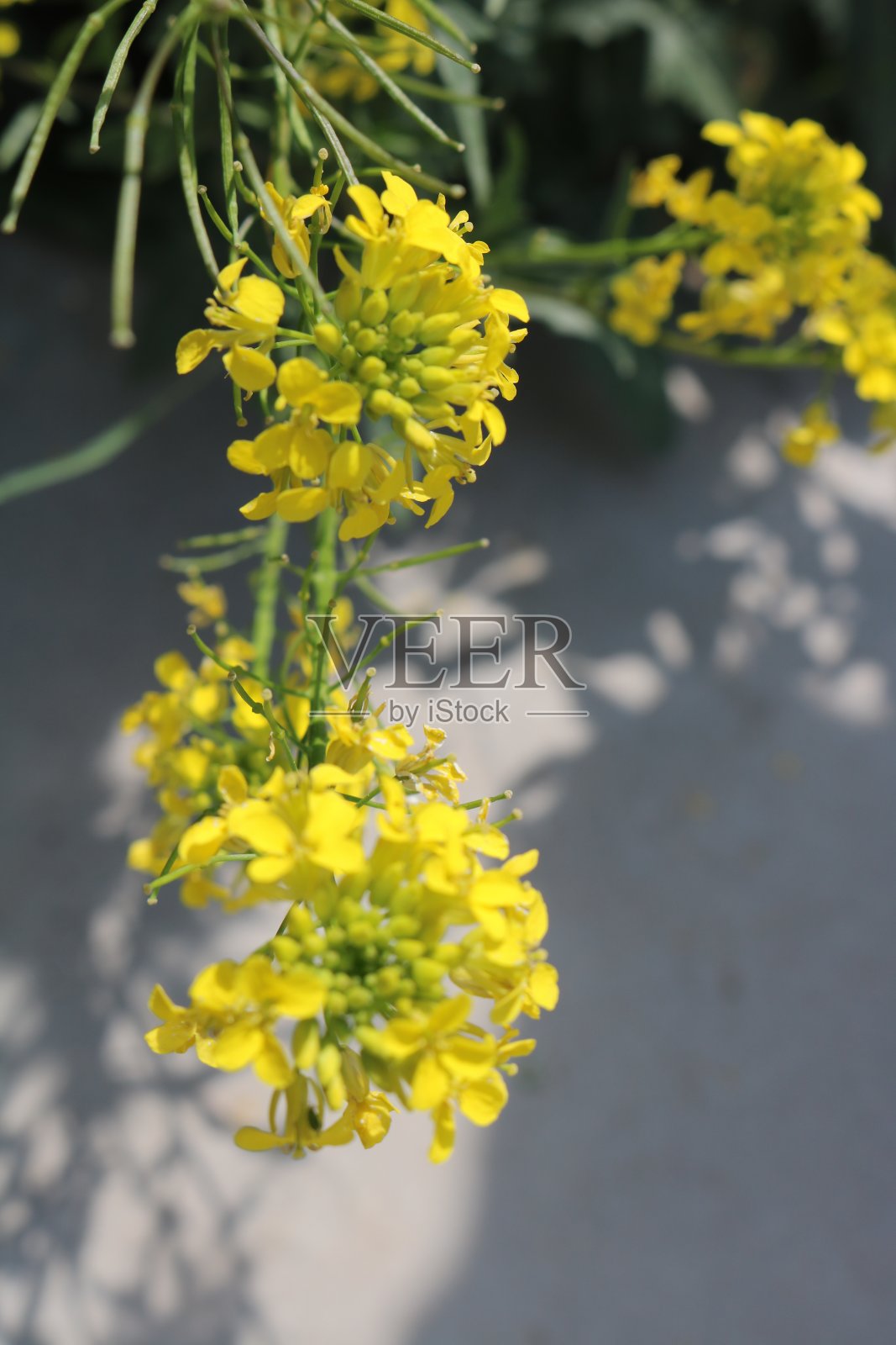 花照片摄影图片