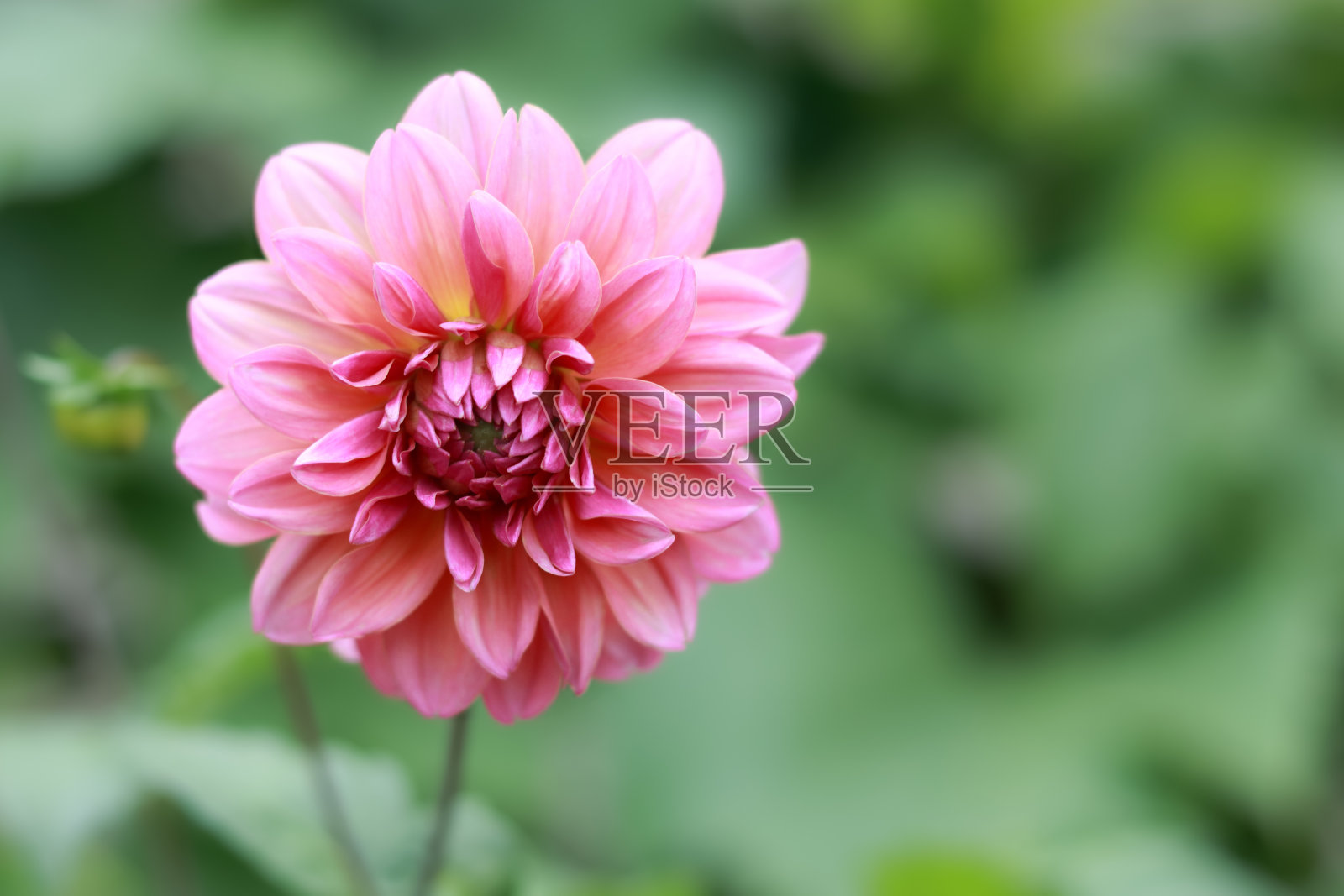 粉红色的大丽花在绿色的自然背景。绿色树叶上盛开的大丽花。自然环境中鲜艳的粉红色花朵。花园装饰用大丽花。美丽的花卉构图照片摄影图片