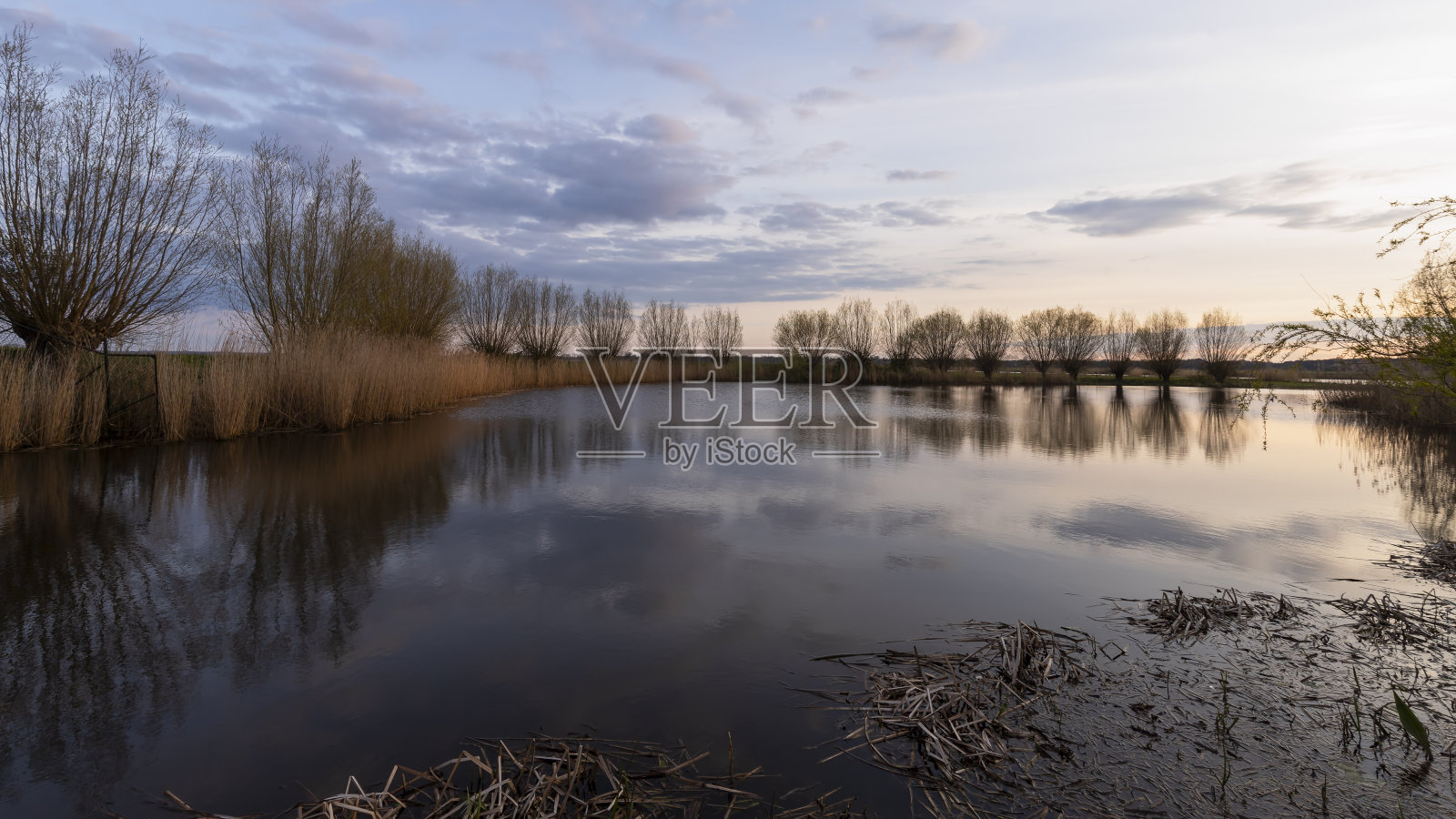 夕阳下的小湖边，柳树凋零。照片摄影图片