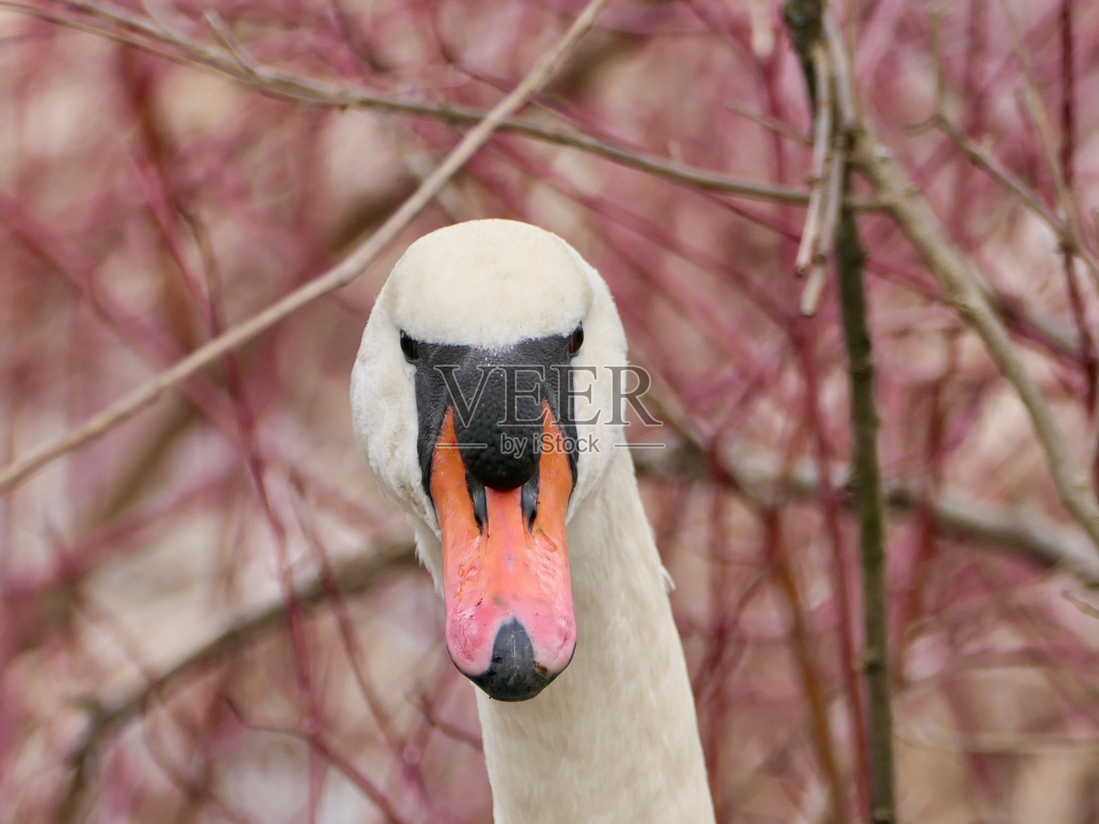 优雅的皇家白天鹅，成年——看着相机在林地拍摄的头像照片摄影图片