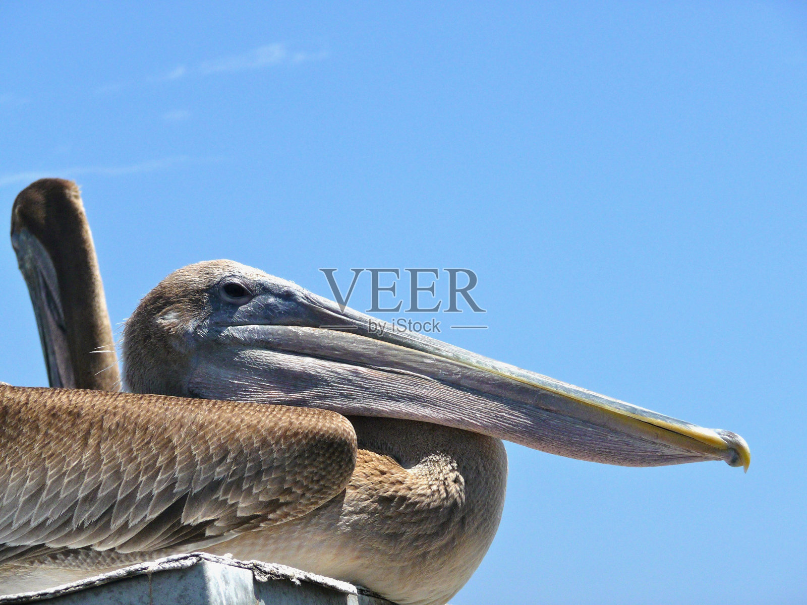 鹈鹕照片摄影图片