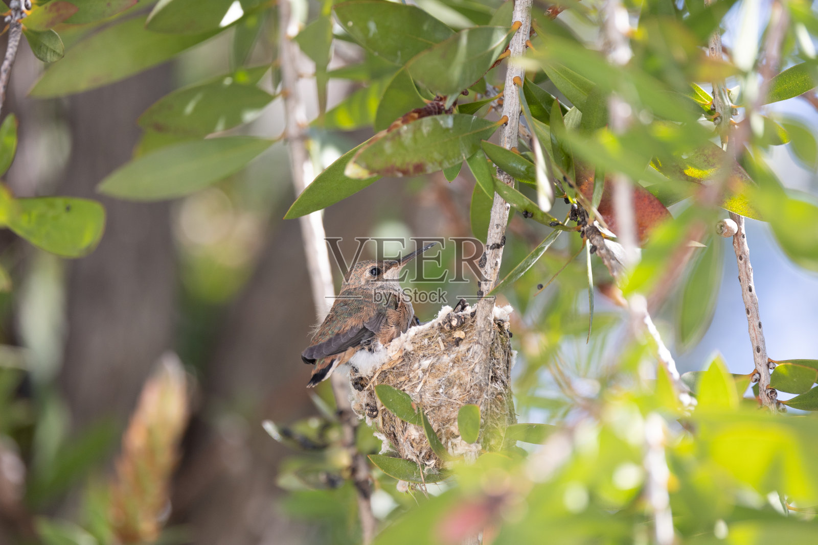 艾伦在洛杉矶鸟巢里的蜂鸟照片摄影图片