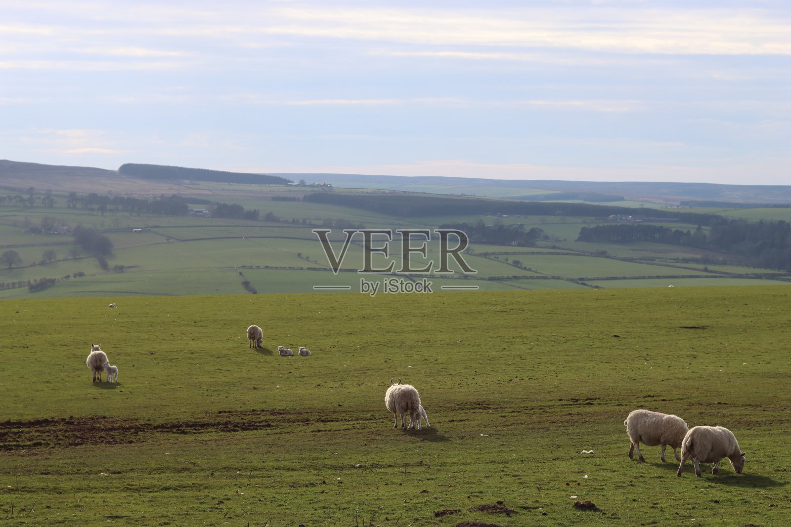 春天的阳光下，羊群在明亮的草地上平静地吃草照片摄影图片