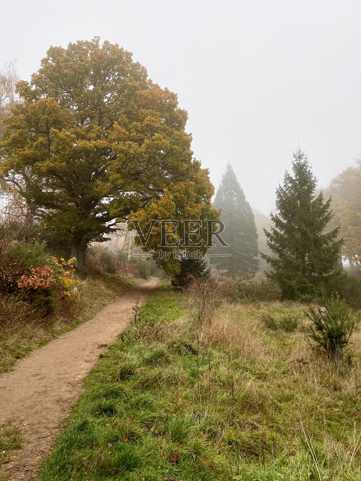 雾蒙蒙的树林里的秋色照片摄影图片