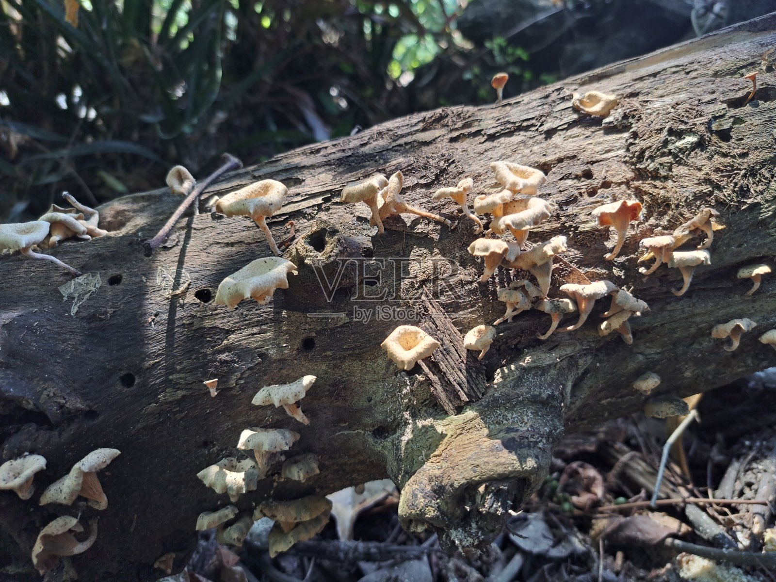 真菌木照片摄影图片