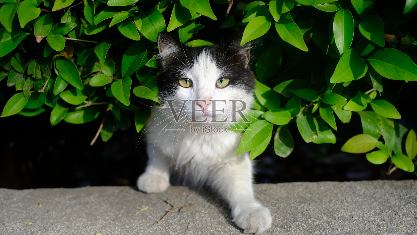 土耳其街猫照片摄影图片