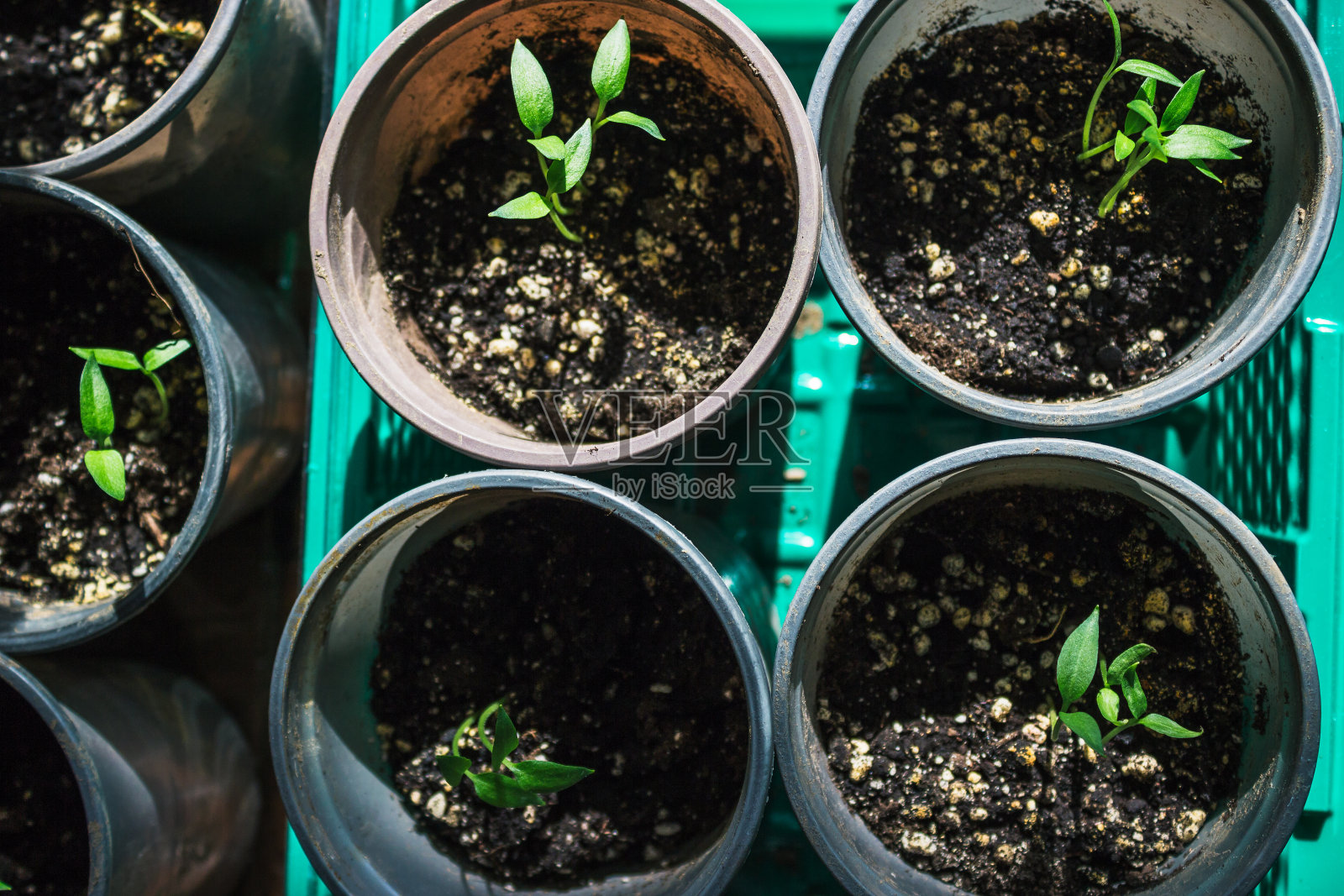 年轻的豆芽照片摄影图片